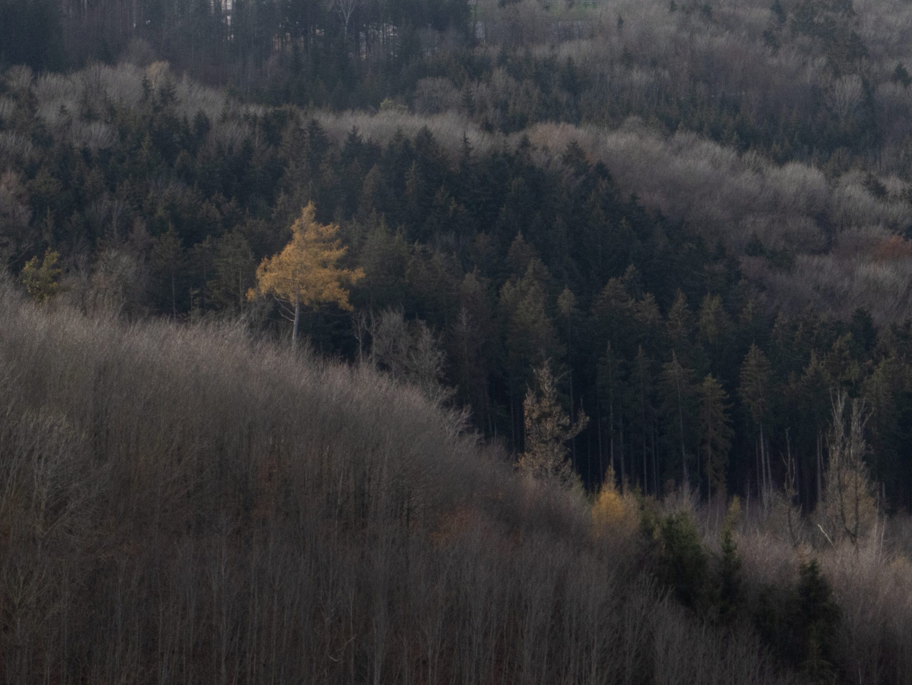 bosque-en-otoño